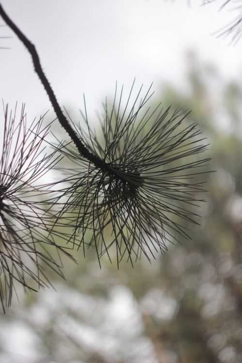 branch pine branch coniferous tree