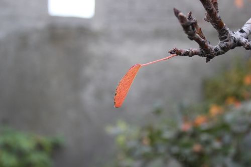 branch leaf tree