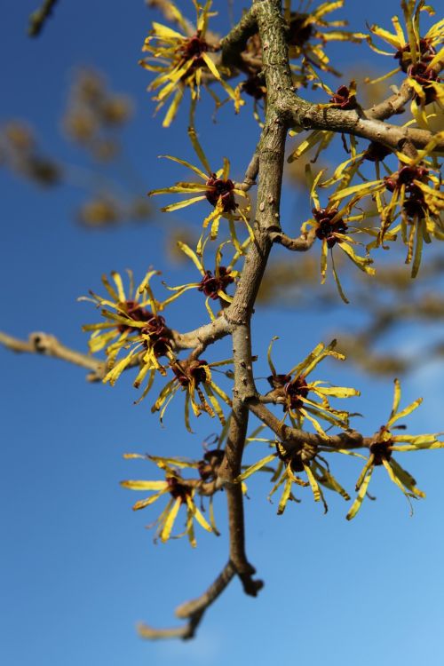 branch bud close