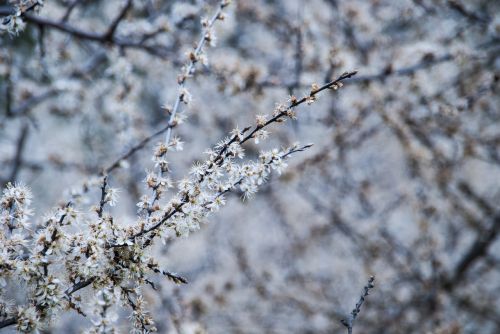 branch white flowers spring