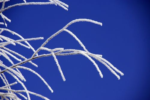 branch leann winter