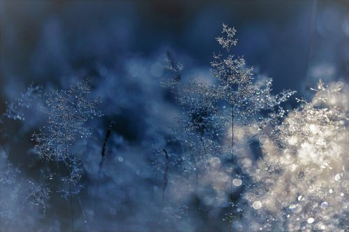 branch nature winters