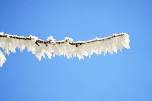 branch hoarfrost iced