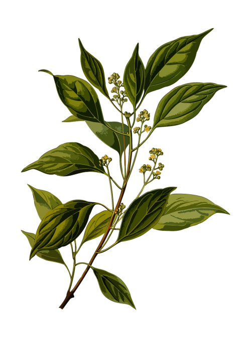 branch camphor evergreen