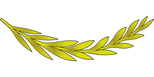 branch leaf leafy