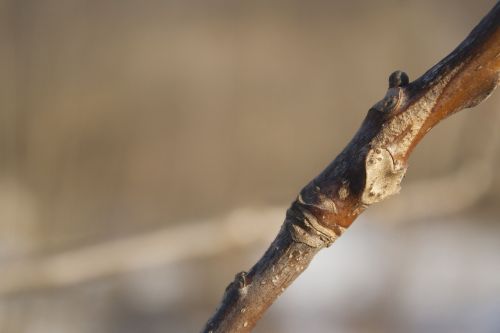 branch tree nature