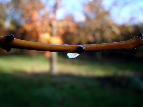 branch drip dewdrop