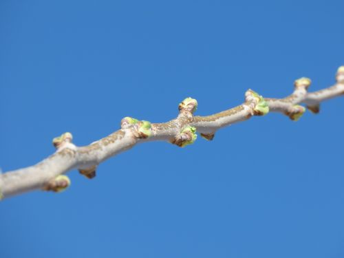 branch outbreak spring