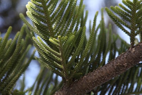 branch sky green