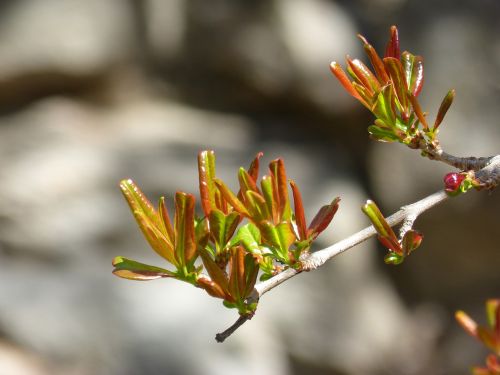 branch outbreak spring