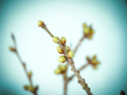 branch spring bud