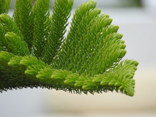 branch green pine needles