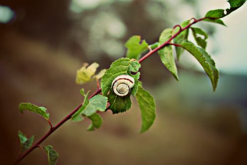 branch tree leaf