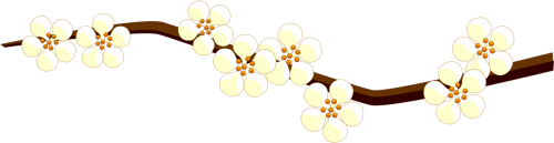 branch flowers white