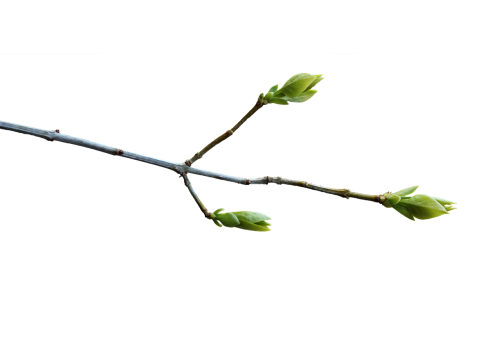branch spring transparent