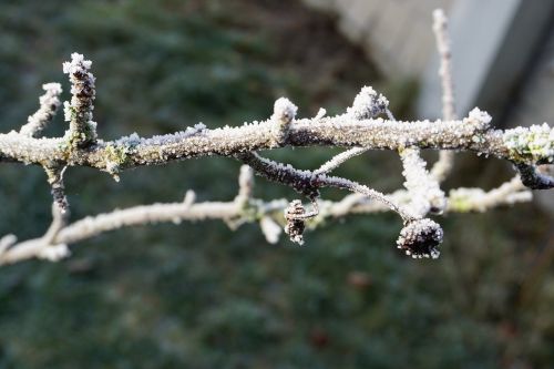branch nature hoarfrost