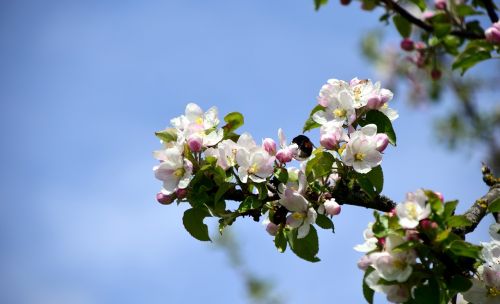 branch apple blossoms apple tree
