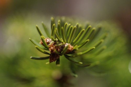 branch fir needles