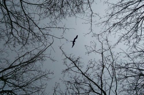 branch look up birds