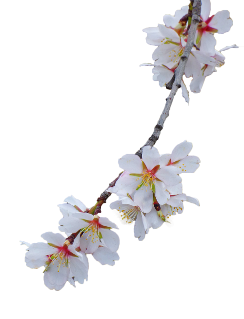 branch almond tree flowery branch