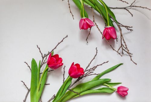 branch flowers tulips