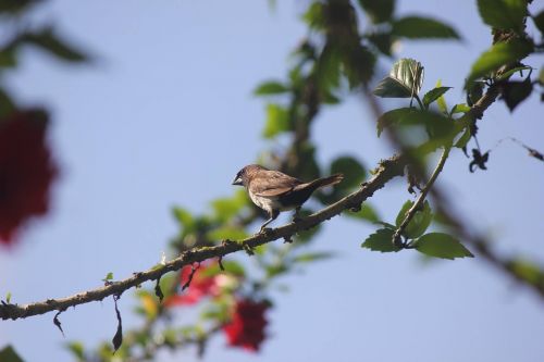 branch bird nature