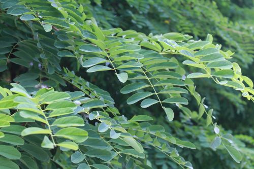 branch greens summer