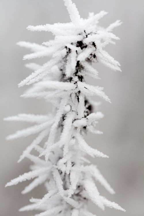 branch winter frozen