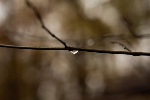 branch water drop