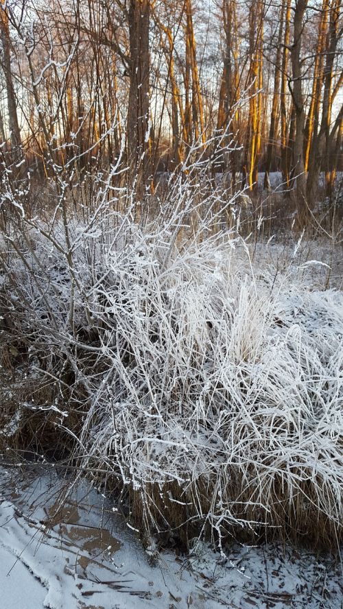 branch winter trees