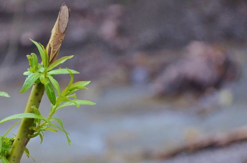 branch leaf nature