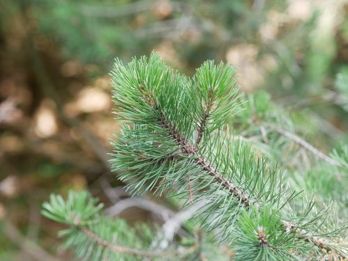 branch tree needles