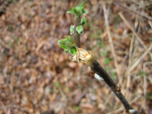 branch broken nature