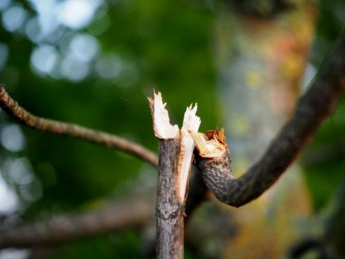 branch broken branches