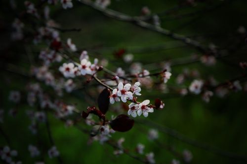 branch tree blossom