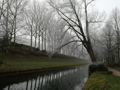 branch tree landscape