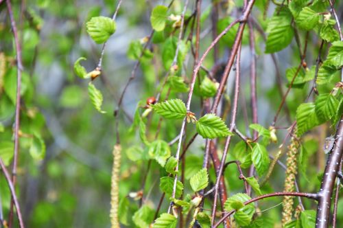 branch spring bloom