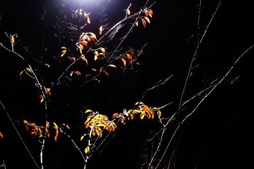 branch darkness night