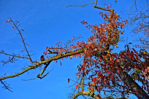 branch bird crow