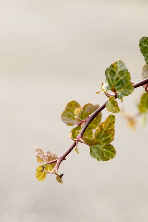 branch nature plant