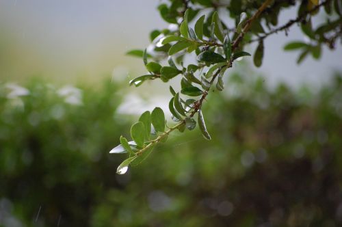 branch drop of water green