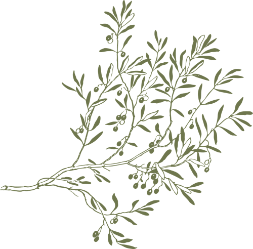 branch olive leaves
