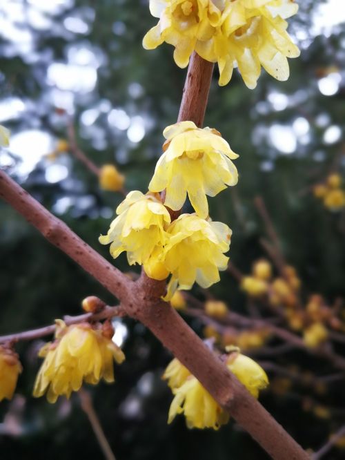 branch tree plant