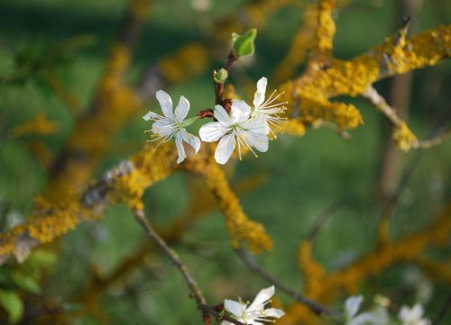 branch flower blossom