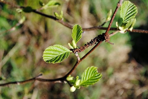 branch tree leaves