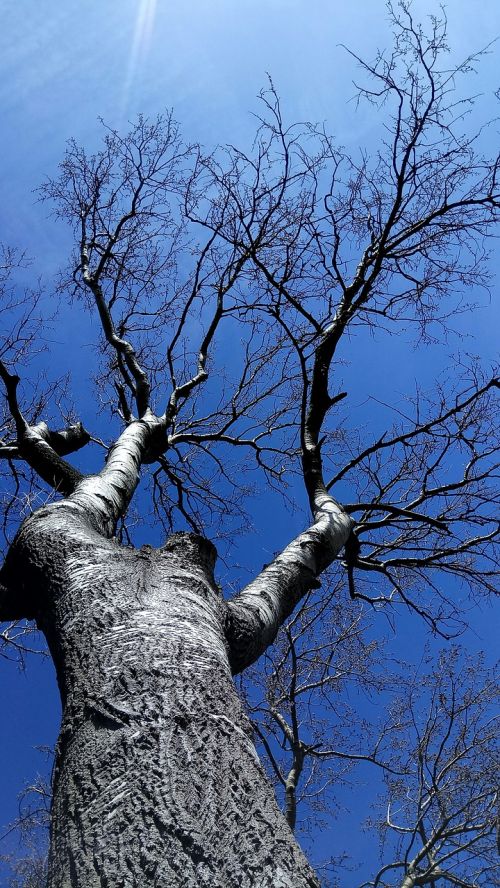 branch wood nature