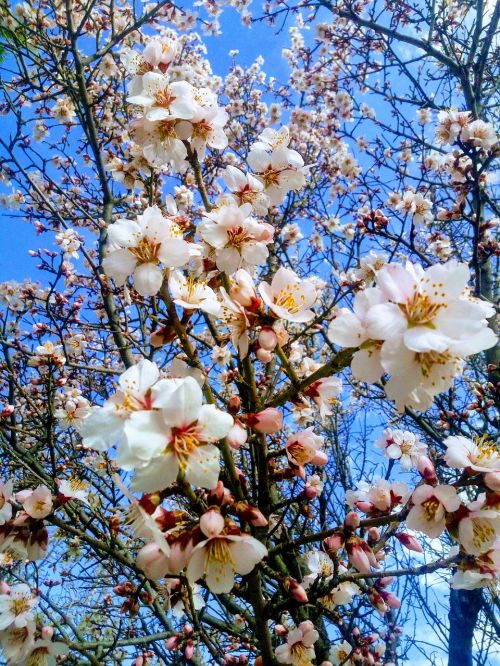 branch almond tree spring