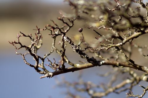 branch tree desktop