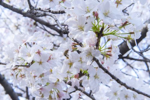 branch cherry wood flower