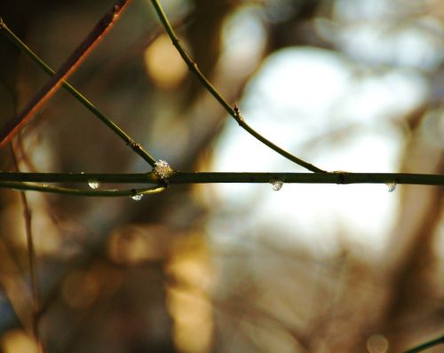 branch drop nature